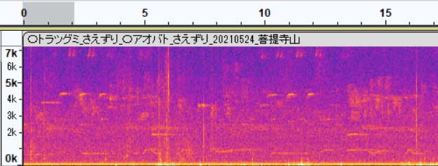 アオバト