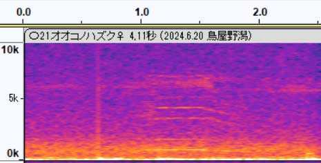 オオコノハズク