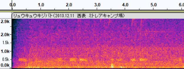 リュウキュウキジバト